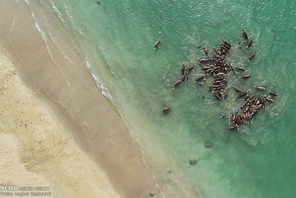 شستشوی شترها در جزیره قشم