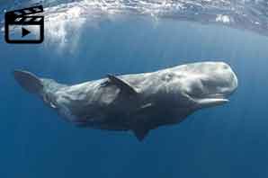 فیلم - آزادسازی یک بچه نهنگ از تور جلوگیری از ورود کوسه