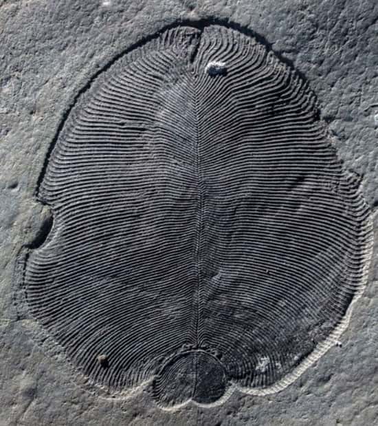 شناسایی قدیمی‌ترین فسیل دنیا در روسیه