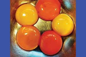 عجیب اما واقعی؛ استفاده از مواد شیمیایی برای پررنگ کردن زرده تخم مرغ
