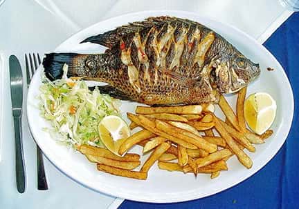 از بیماری قلبی تا آسم/ حرف‌هایی که پشت سر ماهی «تیلاپیا» می‌زنند