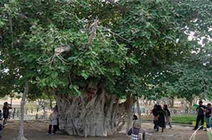 درخت سبز ۵۰۰ ساله کیش را از بین بردند