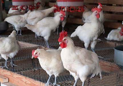 نامه سرگشاده به رئیس جمهور: مرغ‌ها گرسنه‌اند/ بحران در پیش است
