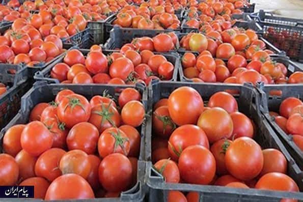 وعده وزارت کشاورزی: گوجه فرنگی ارزان می‌شود