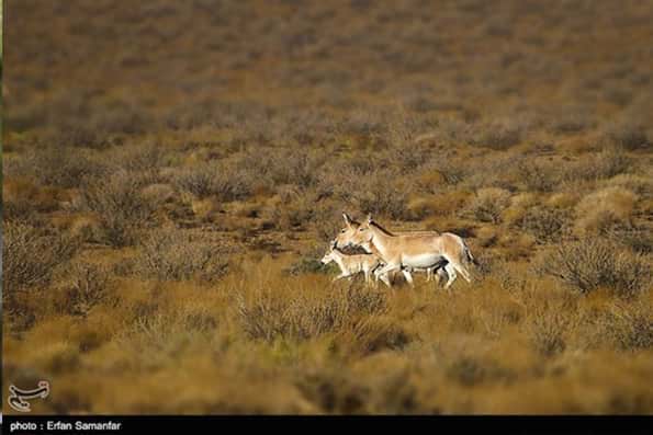 خطر انقراض "گورخر ایرانی" را تهدید می کند