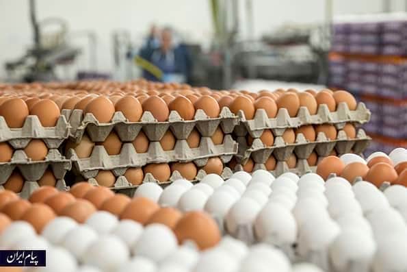 چگونه قیمت تخم مرغ از مرغداری تا خرده‌فروشی سه برابر می‌شود؟