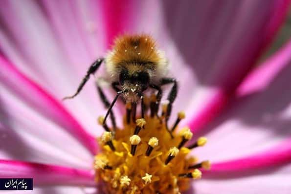 نکات عجیب از زندگی زنبورها که شاید ندانید