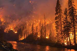 تولید یک ژل برای پیشگیری از آتش‌سوزی جنگل‌ها