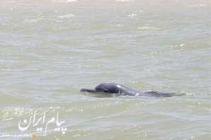 مشاهده سه دلفین گوژپشت در آب‌های آبادان + تصاویر