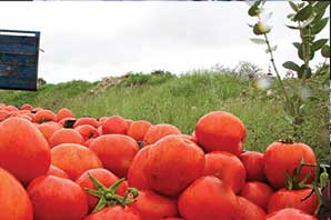 گوجه‌فرنگی تا ۱۰ روز دیگر ارزان می‌شود
