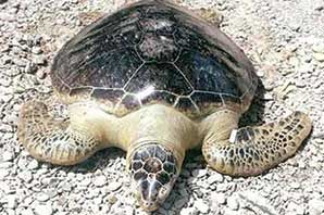 جلوگیری از تخریب زیستگاه لاک پشت‌ها با حکم قضایی