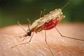 درمان مالاریا با یک نوع  قارچ
