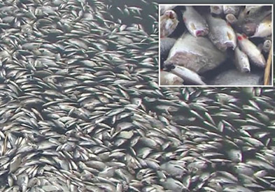 پدیده اسرارآمیز کشف ماهی‌های بی‌سر در سواحل آلمان + عکس