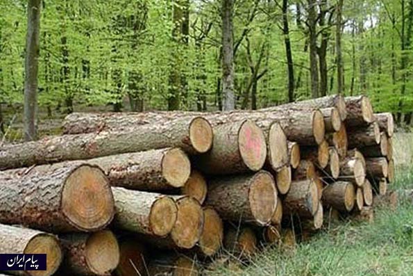 کشف ۱۰ تن چوب جنگلی قاچاق در املش