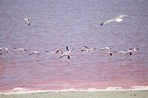 دلیل تغییر رنگ دریاچه ارومیه رشد نوعی جلبک بومی است