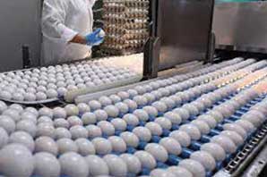 صادرات تخم مرغ آزاد شد