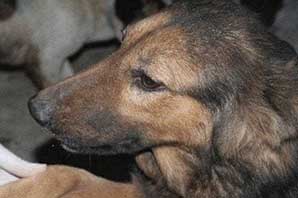 حکم دادگاه در اراک، یک سال نگهداری از سگ و توله ها برای فرد سگ آزار