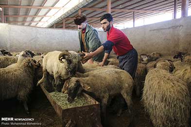 گوسفندهای رومانیایی به تهران رسیدند