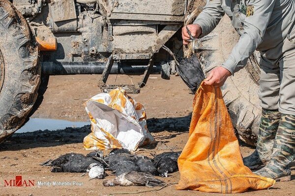 تصاویر تلخ مرگ مشکوک ۲۰۰۰ پرندگان مهاجر در تالاب میانکاله مازندران