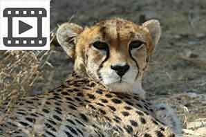 فیلم - مشاهده ۲ یوزپلنگ ایرانی در جنوب سمنان پس از ۴۰ سال!