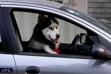 برخورد با حمل حیوانات خانگی در خودرو