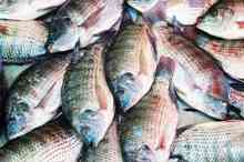 تولید ماهی تیلاپیا آزاد شد 