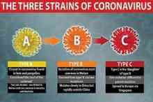 شناسایی ۳ گونه‌ مختلف ویروس کرونا توسط محققان دانشگاه کمبریج