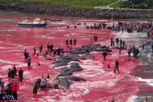 جاری شدن دریای خون در پی کشتار نهنگ‌های شمال اروپا 