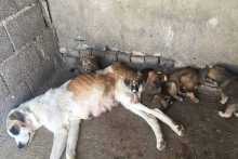 سگ‌ها را زندانی می کنند تا از گرسنگی و تشنگی بمیرند