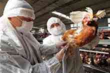انتقال آنفلوآنزای مرغی به انسان در چین