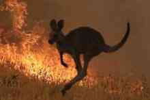 نابودی سه میلیارد حیوان در آتش سوزی های استرالیا