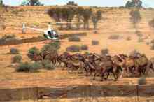 قتل ۵۰۰۰ شتر در استرالیا توسط تک تیراندازها