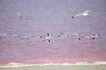 دلیل تغییر رنگ دریاچه ارومیه رشد نوعی جلبک بومی است