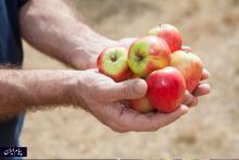 انجمن دیابت آمریکا: دیابتی ها سیب بخورند